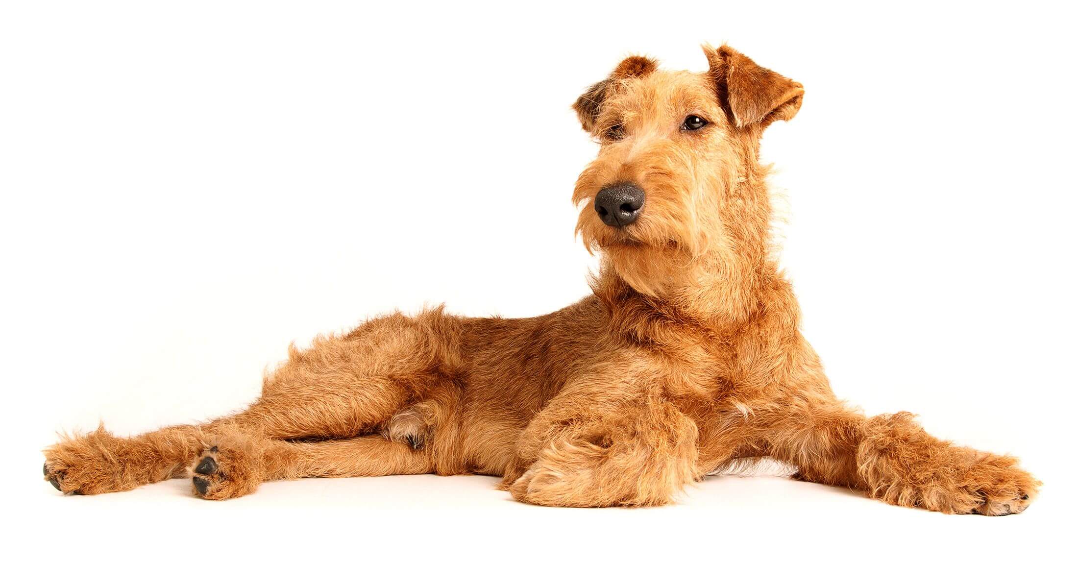 Dog Irish terrier